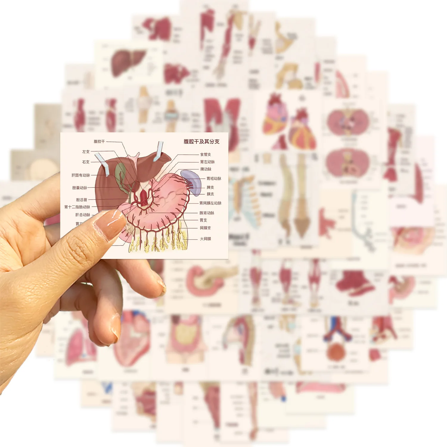 10/30/50PCS Exquisite hand-drawn Cartoon Human Organ Graffiti Stickers for Water Cup Phone Computer Notebook Stationery Luggage
10/30/50PCS Exquisite hand-drawn Cartoon Human Organ Graffiti Stickers for Water Cup Phone Computer Notebook Stationery Luggage