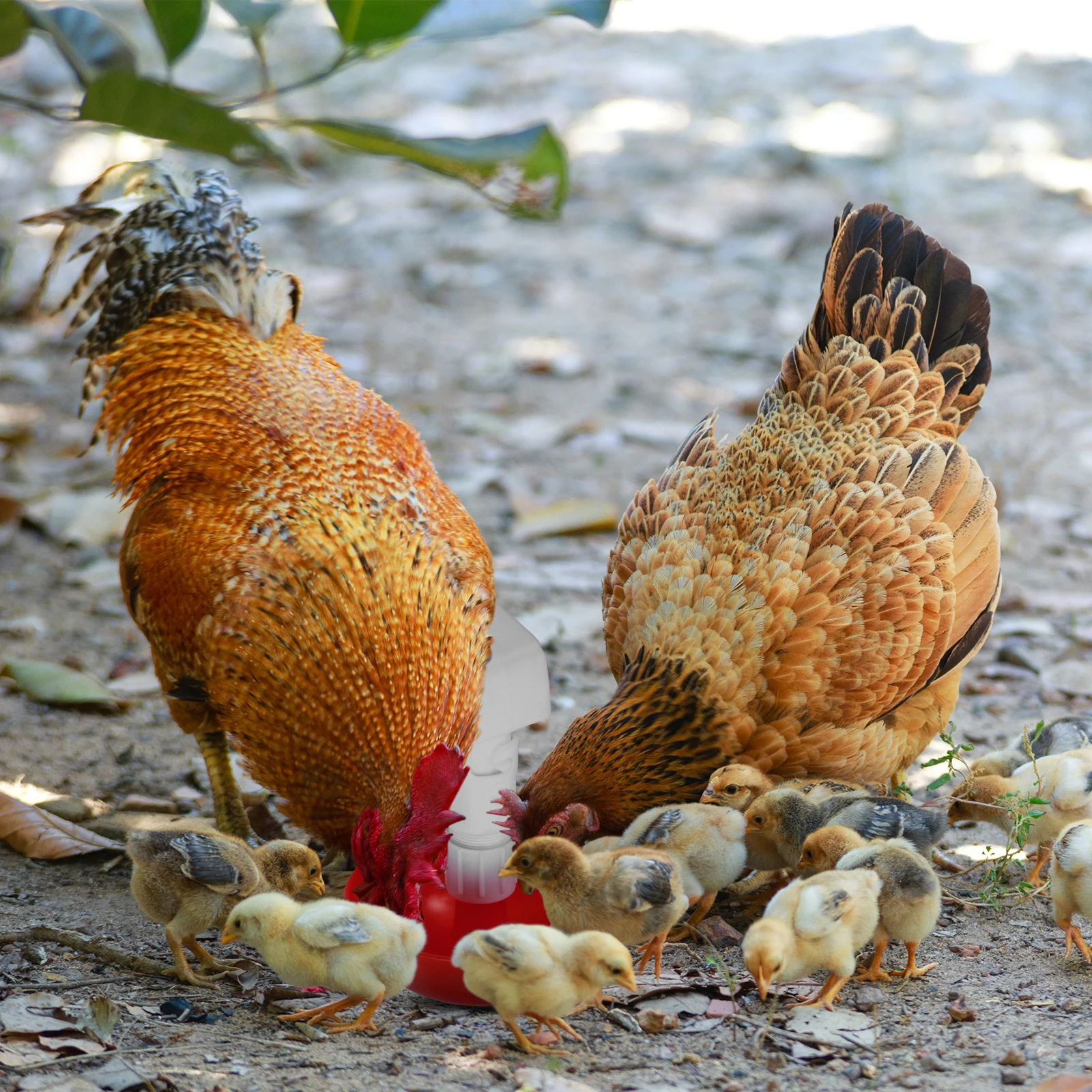 5 Pcs Chick Drinking Bowl Plastic Automatic Waterer for Poultry Adjustable Bowls Chicken Feeder
5 Pcs Chick Drinking Bowl Plastic Automatic Waterer for Poultry Adjustable Bowls Chicken Feeder