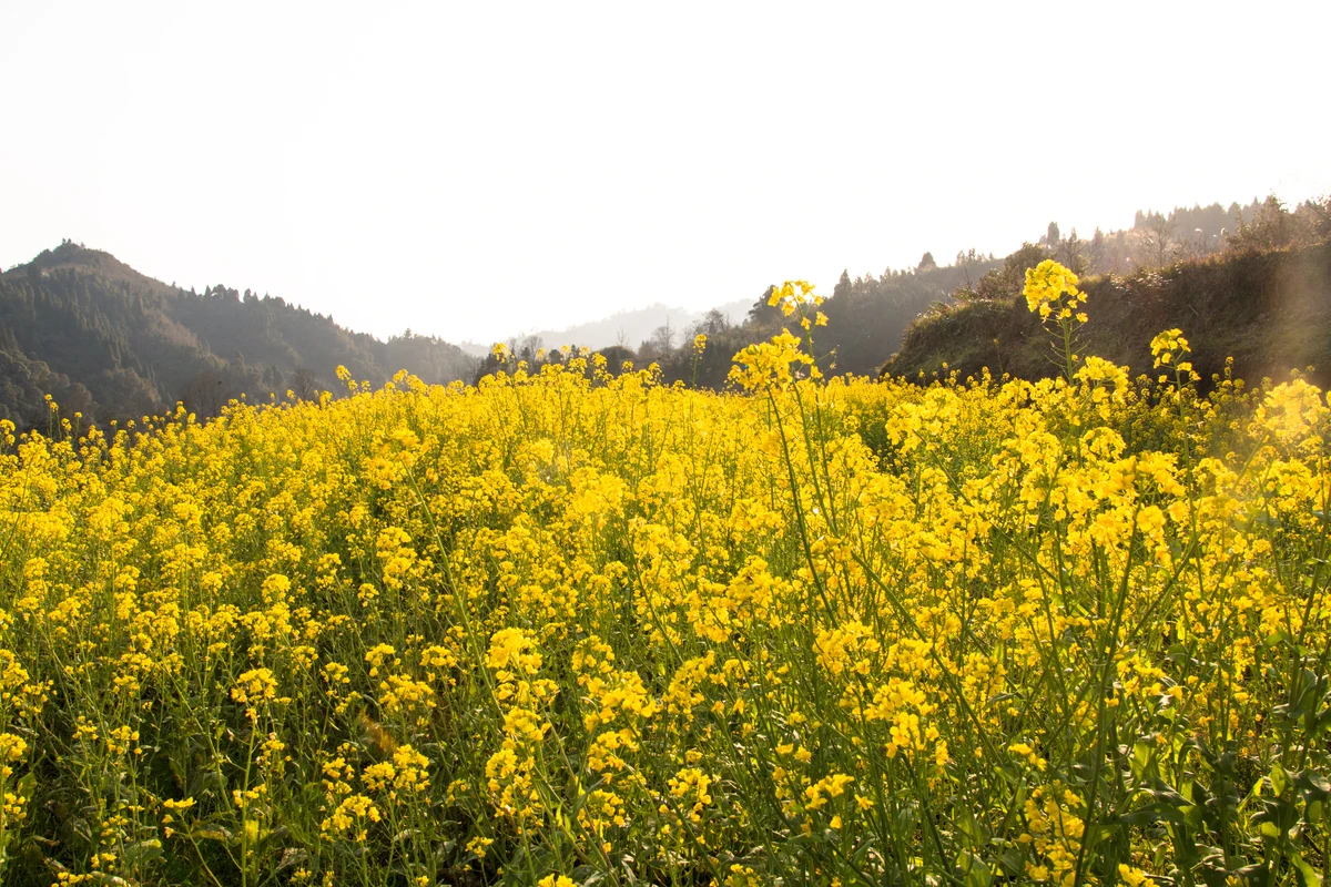 4PCS 118mm 1.9" Soft Rubber Tire Wheel Tyre for 1/10 RC Crawler Car Axial SCX10 Pro Capra Trxs TRX4 RC4WD D90 Redcat
4PCS 118mm 1.9" Soft Rubber Tire Wheel Tyre for 1/10 RC Crawler Car Axial SCX10 Pro Capra Trxs TRX4 RC4WD D90 Redcat