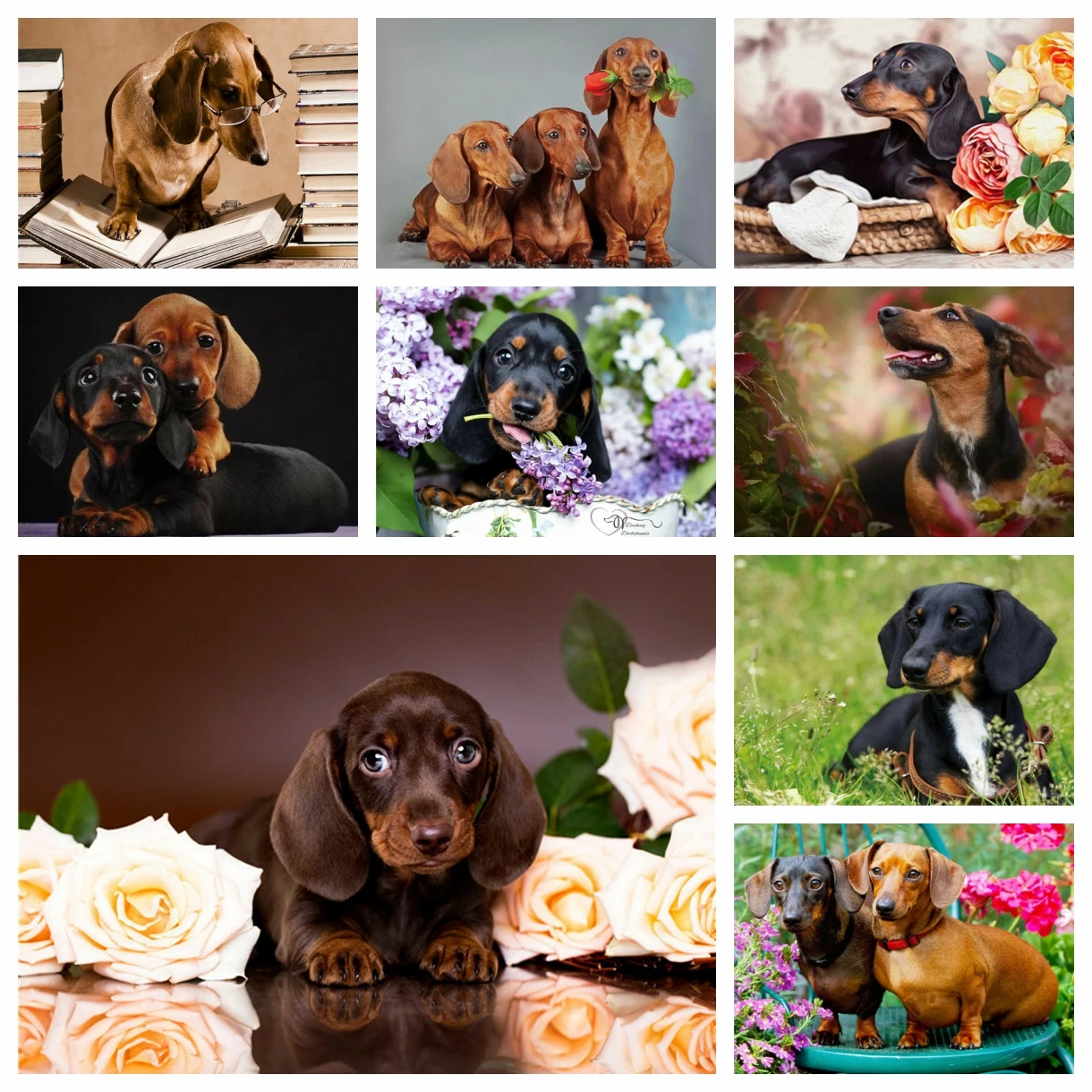 Animal Dachshund 5D DIY Diamond Painting Full Drill Diamond Embroidery Dog Picture of Rhinestone Mosaic Handmade Home Decor Gift
Animal Dachshund 5D DIY Diamond Painting Full Drill Diamond Embroidery Dog Picture of Rhinestone Mosaic Handmade Home Decor Gift