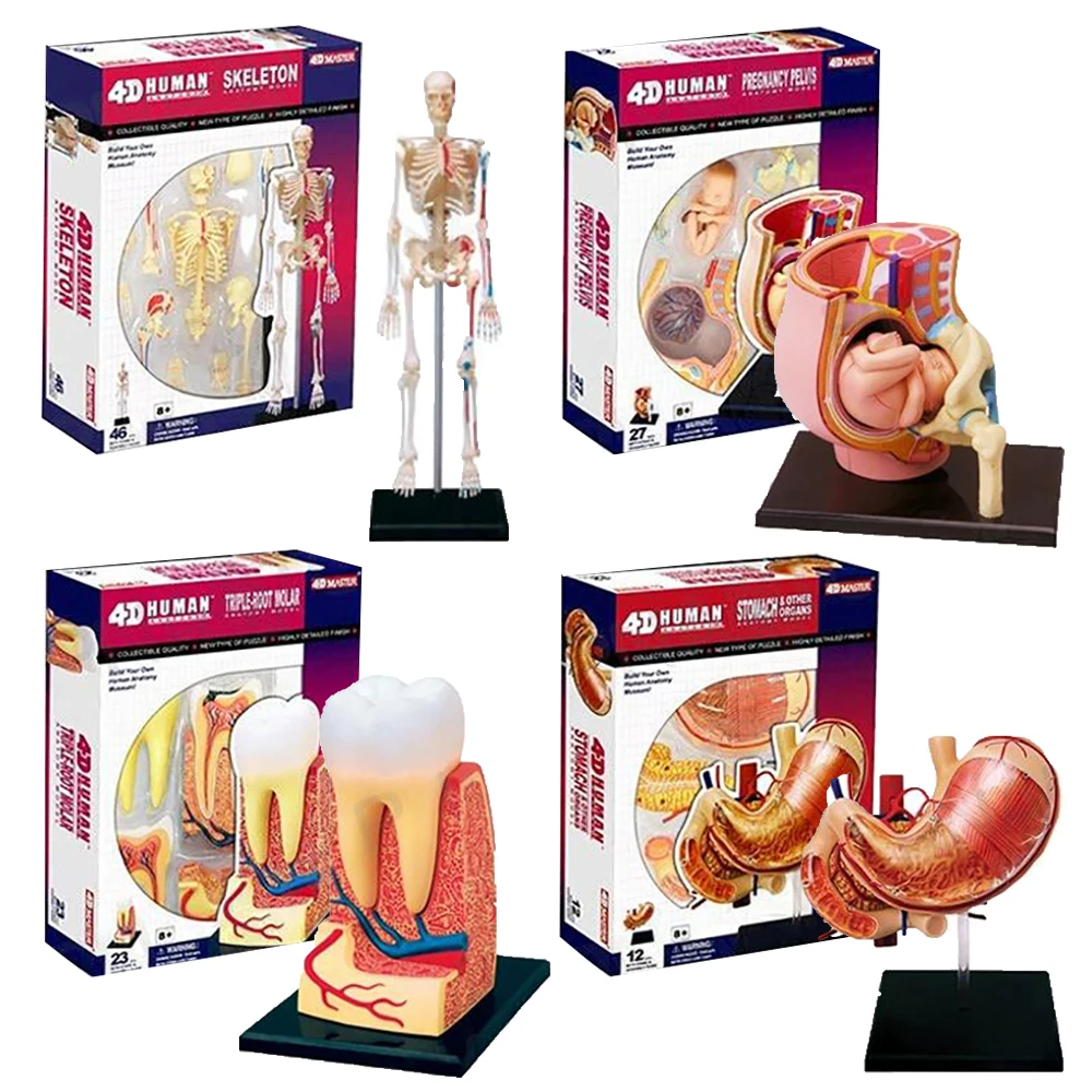 4D MASTER Human Anatomy Models Set Ear Pelvis Skeleton Designed for Educational Purpose Hands on Learning Enhance Understanding
4D MASTER Human Anatomy Models Set Ear Pelvis Skeleton Designed for Educational Purpose Hands on Learning Enhance Understanding
