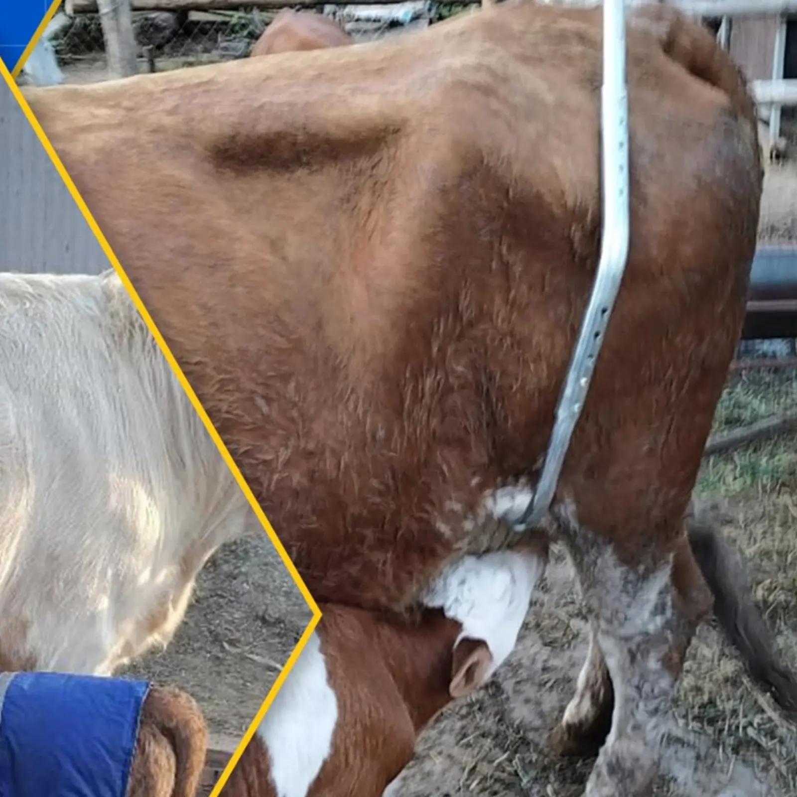 Cow Anti-Strike Bar Sturdy Duty Adjustable Cow Immobilizer Livestock Equipment Easy to Use for Veterinary Procedures
Cow Anti-Strike Bar Sturdy Duty Adjustable Cow Immobilizer Livestock Equipment Easy to Use for Veterinary Procedures