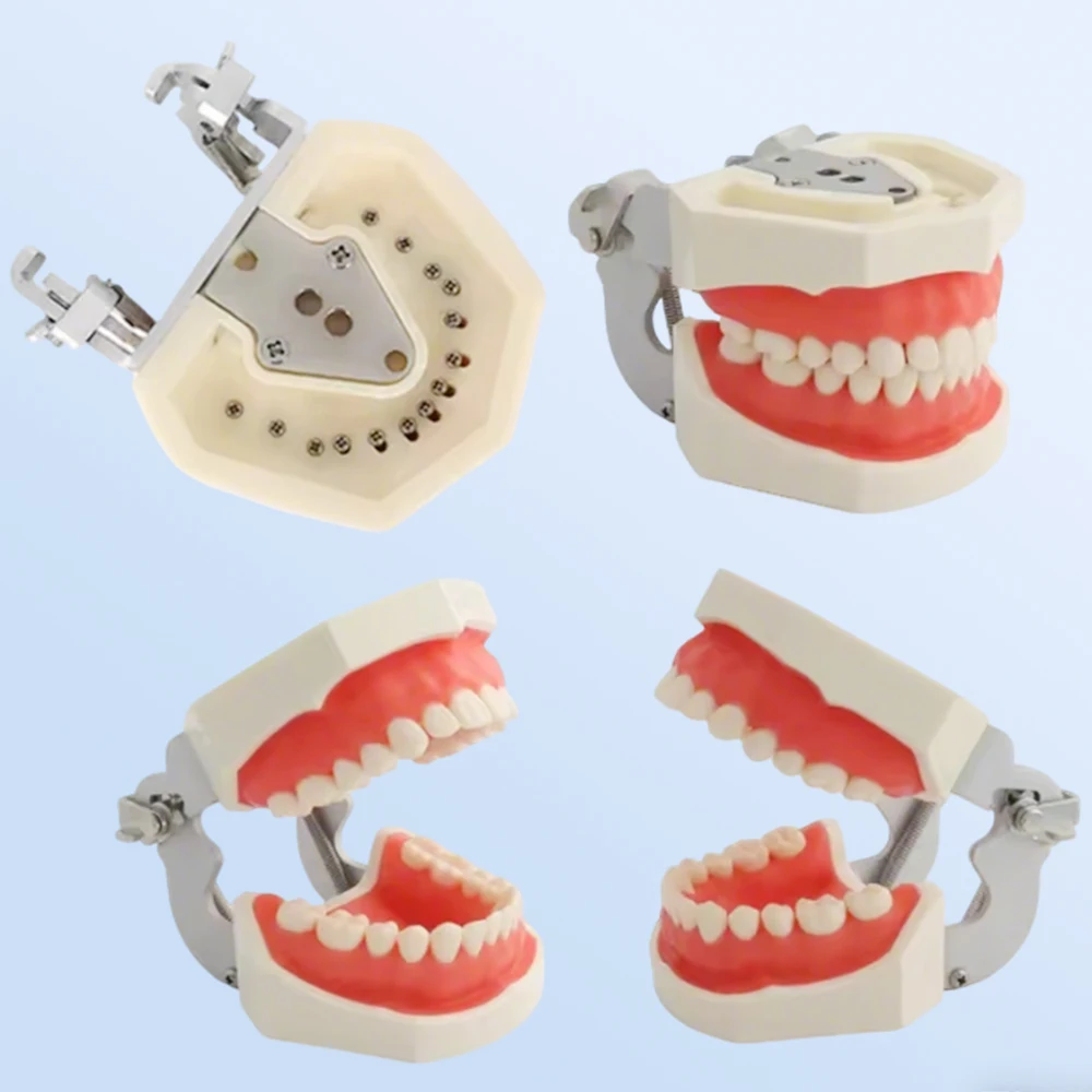 Dental Typodont Model with Removable Teeth and Standard Gum Jaw (200H) Ideal for Teaching, Training, and Clinical Demonstration
Dental Typodont Model with Removable Teeth and Standard Gum Jaw (200H) Ideal for Teaching, Training, and Clinical Demonstration