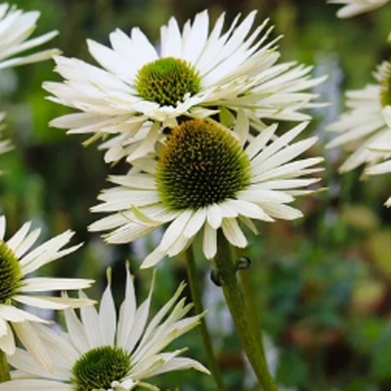 Камера FPV Foxeer T-Rex Micro 19*19 мм, 1500TVL, Super WDR, 4:3/16:9, PAL/NTSC, с переключением форматов, низкой задержкой, для FPV-гонок и фристайл-дронов
Камера FPV Foxeer T-Rex Micro 19*19 мм, 1500TVL, Super WDR, 4:3/16:9, PAL/NTSC, с переключением форматов, низкой задержкой, для FPV-гонок и фристайл-дронов