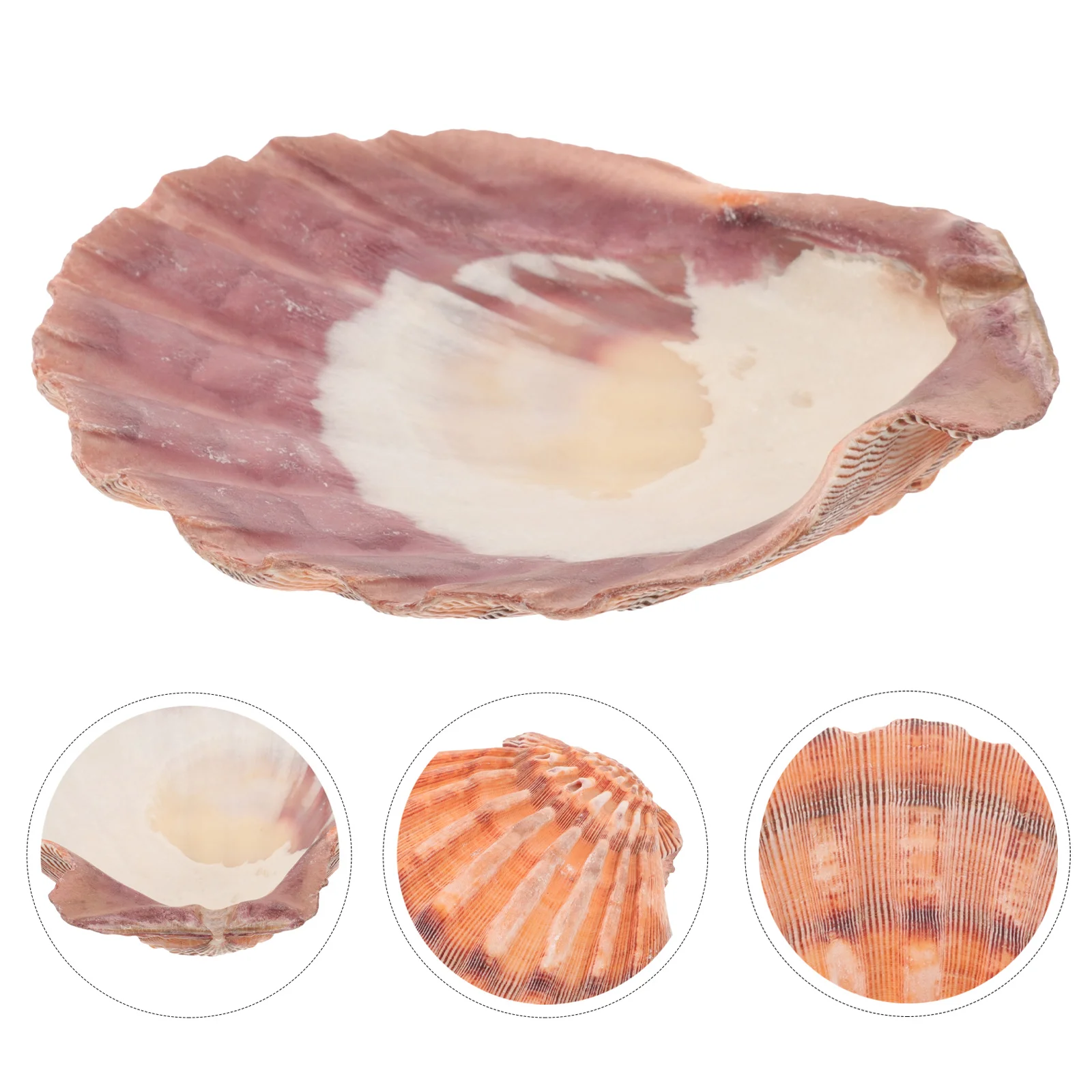 Natural Seashell Jewelry Tray 13-14CM Lion Claw Shell Organizer Dish for Necklace Ring Earrings Storage Display Home Decor
Natural Seashell Jewelry Tray 13-14CM Lion Claw Shell Organizer Dish for Necklace Ring Earrings Storage Display Home Decor