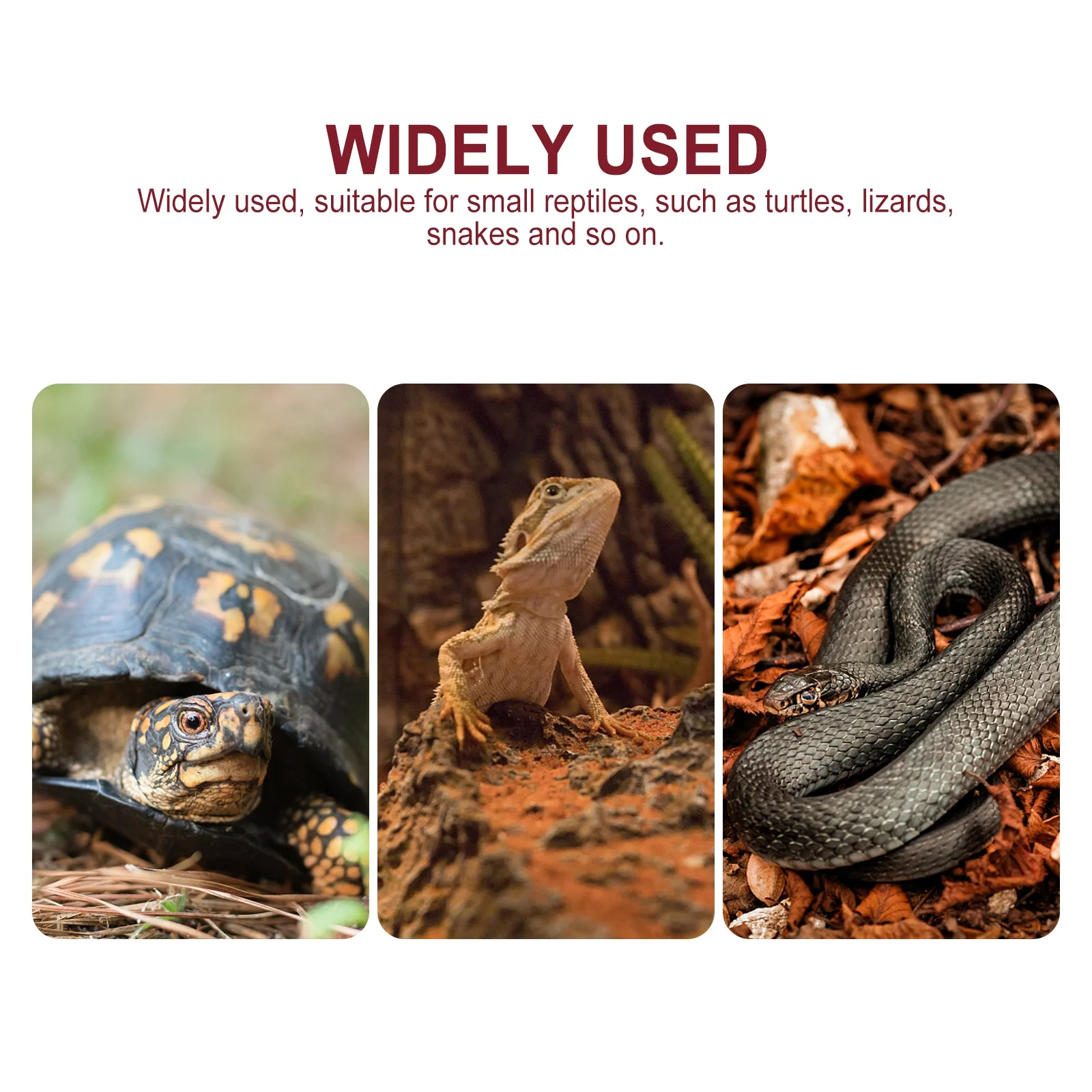 2Pcs Reptile Water Bowl Natural Look Feeding Dish for Lizard Gecko Turtle Food Decoration Reptile Bowl Gecko Dish
2Pcs Reptile Water Bowl Natural Look Feeding Dish for Lizard Gecko Turtle Food Decoration Reptile Bowl Gecko Dish