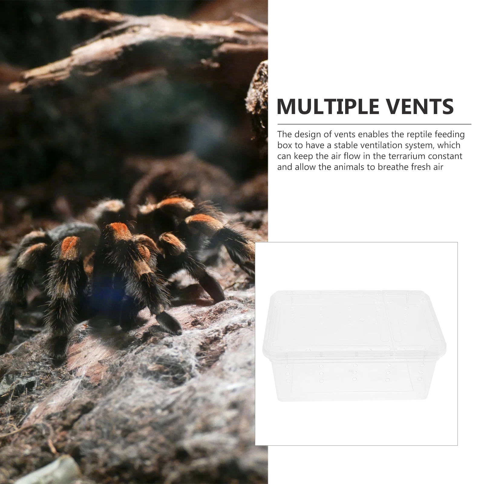 1Pcs Clear Plastic Reptile Breeding Box Stable Ventilation Feeding Case for Spiders Lizards Geckos Turtles Frogs
1Pcs Clear Plastic Reptile Breeding Box Stable Ventilation Feeding Case for Spiders Lizards Geckos Turtles Frogs