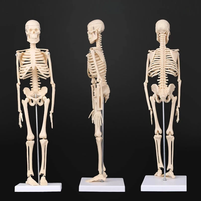 Human Skeleton Model Anatomy Human Body Model Joint Movable Removable Medical Model Teaching Desktop Ornament Halloween Decor
Human Skeleton Model Anatomy Human Body Model Joint Movable Removable Medical Model Teaching Desktop Ornament Halloween Decor