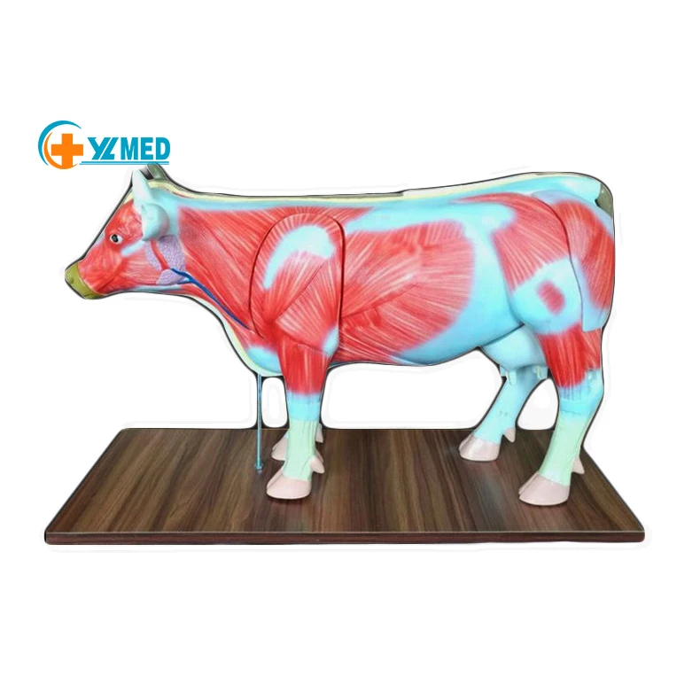 Advanced Animal Anatomy Organ Cow Model Medical Science Educational Cattle Model for Veterinarian Use