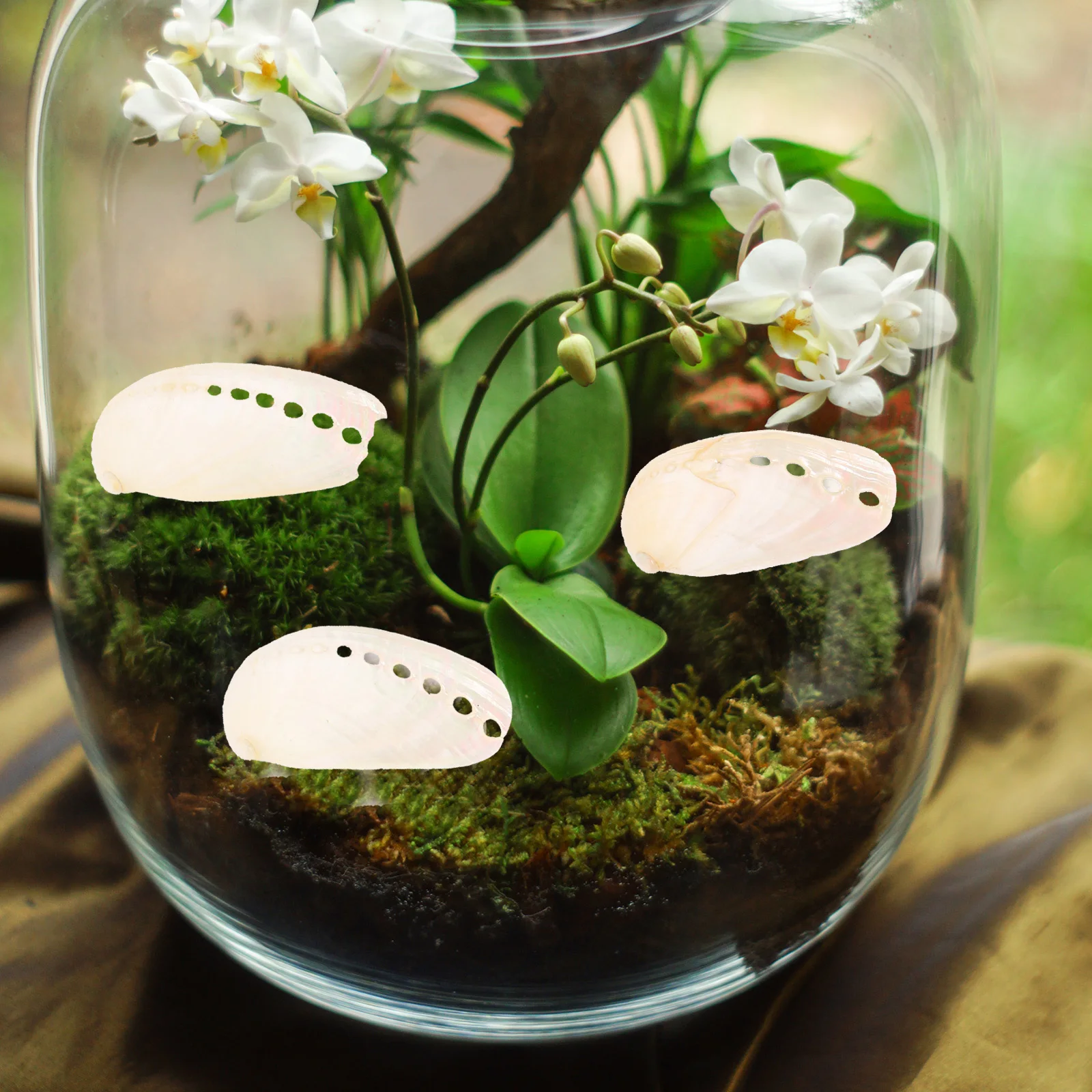 6Pcs Natural Abalone Shell Decorative Pieces for Wedding Table Centerpieces Home Decor Fish Tank Ornaments Craft
6Pcs Natural Abalone Shell Decorative Pieces for Wedding Table Centerpieces Home Decor Fish Tank Ornaments Craft