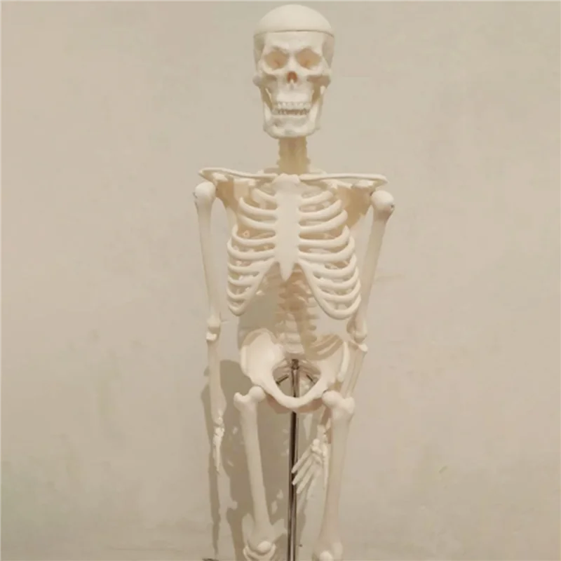 3X 45CM Human Anatomical Anatomy Skeleton Model Poster Learn Aid Anatomy Human Skeletal Model
3X 45CM Human Anatomical Anatomy Skeleton Model Poster Learn Aid Anatomy Human Skeletal Model