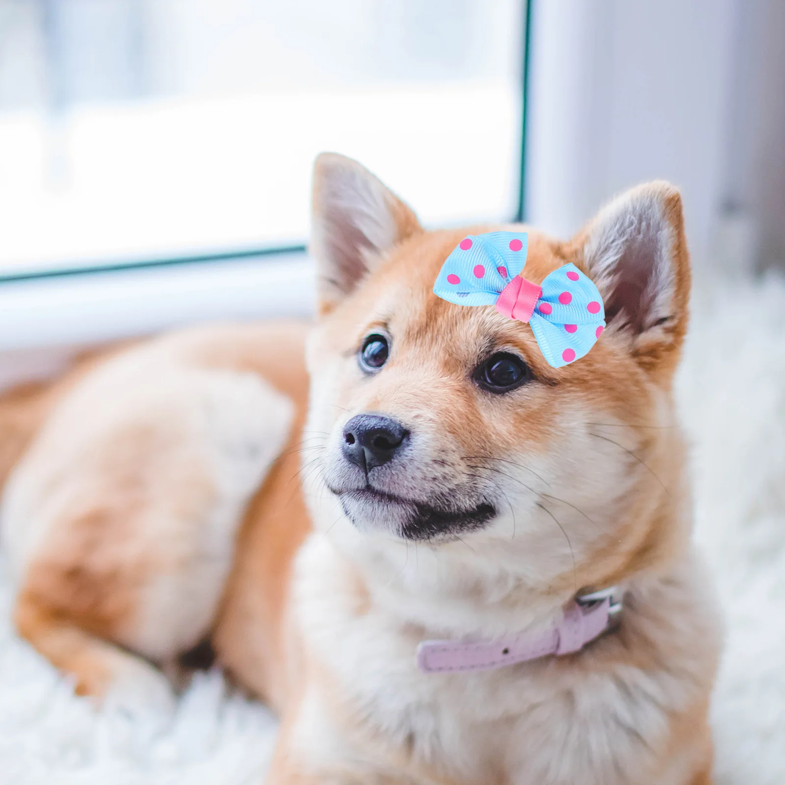6pcs Pet Hair Clips Large Bowknot Barrette Thick Hair Sparkly Curls Buns Pins Bobby Tie Dog Accessories Pet Supplies
6pcs Pet Hair Clips Large Bowknot Barrette Thick Hair Sparkly Curls Buns Pins Bobby Tie Dog Accessories Pet Supplies