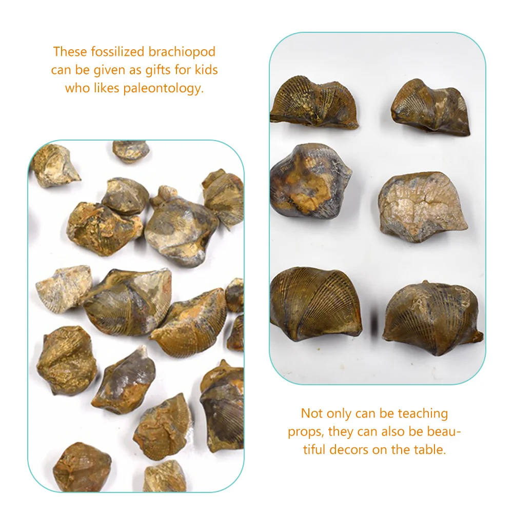 Fossilized Brachiopod Ornament Rock Collections Classroom Teaching Specimens Paleontology Student Learning Tools Stones
Fossilized Brachiopod Ornament Rock Collections Classroom Teaching Specimens Paleontology Student Learning Tools Stones