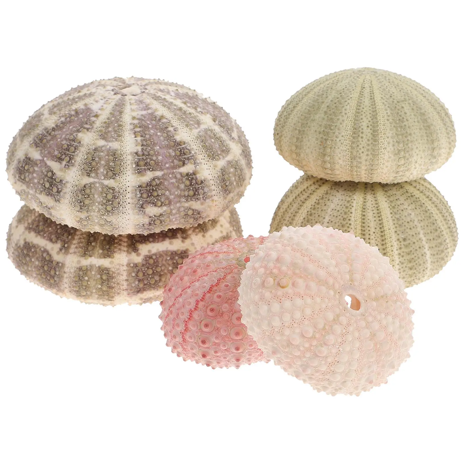 6 Pcs Shells for Fish Tank Decorations Container Aquarium Sea Air Plants Containers
6 Pcs Shells for Fish Tank Decorations Container Aquarium Sea Air Plants Containers