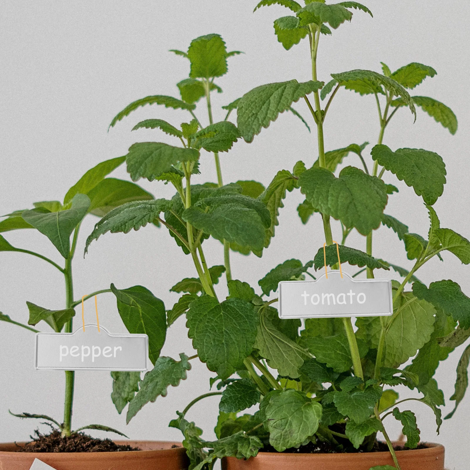 20pcs Plant Labels Metal Garden Supplies Aluminum Plant Tags For Outdoor Nursery Greenhouse Flower Shop Decoration
20pcs Plant Labels Metal Garden Supplies Aluminum Plant Tags For Outdoor Nursery Greenhouse Flower Shop Decoration