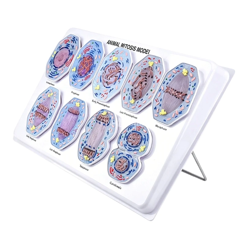 C90C Cell Mitosis Process Demonstration Model with Detachable Color Coded Parts
C90C Cell Mitosis Process Demonstration Model with Detachable Color Coded Parts