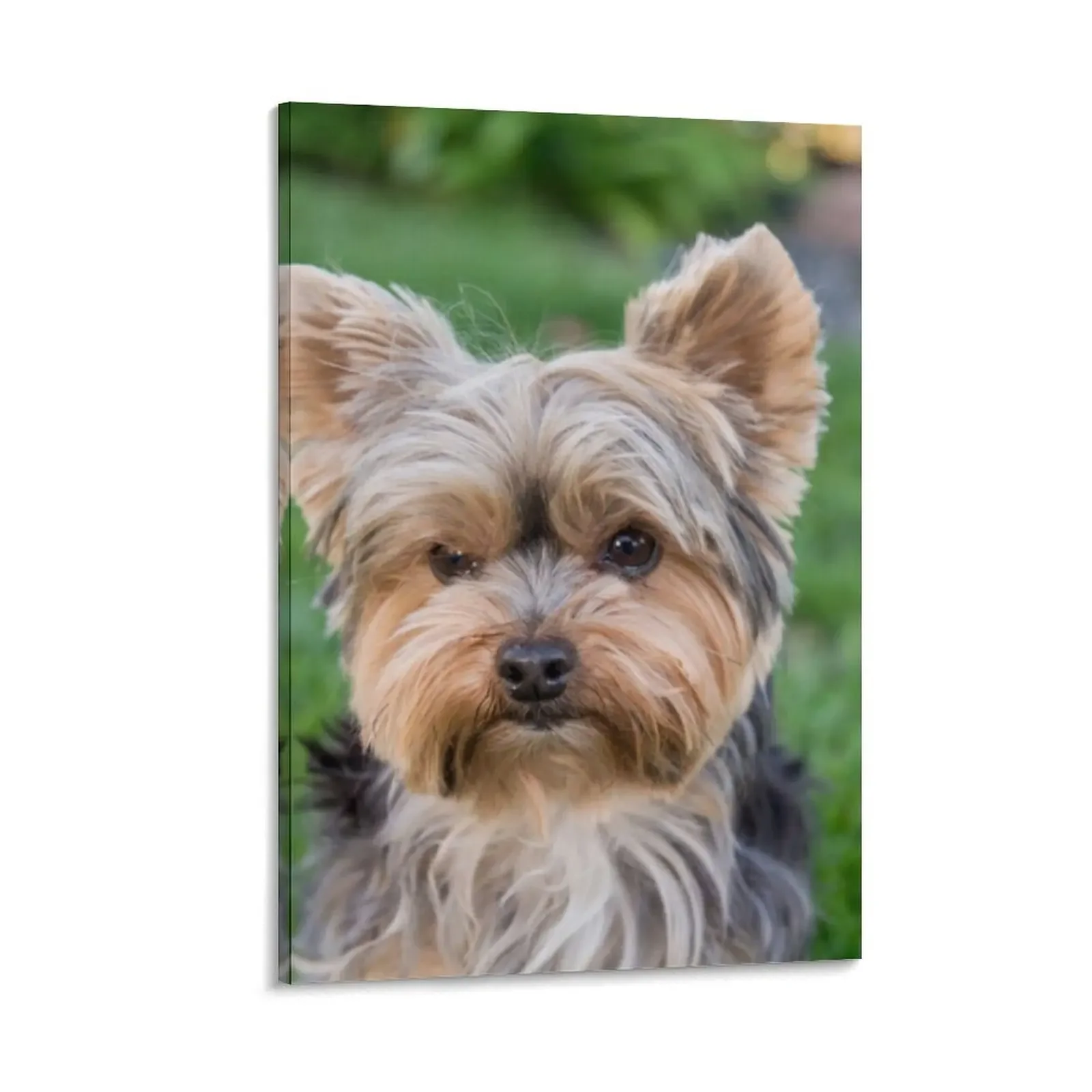 Yorkshire Terrier dog pets dogs cute sweet Canvas Painting Picture on the wall anime decorative frames wall room Decoration home
Yorkshire Terrier dog pets dogs cute sweet Canvas Painting Picture on the wall anime decorative frames wall room Decoration home