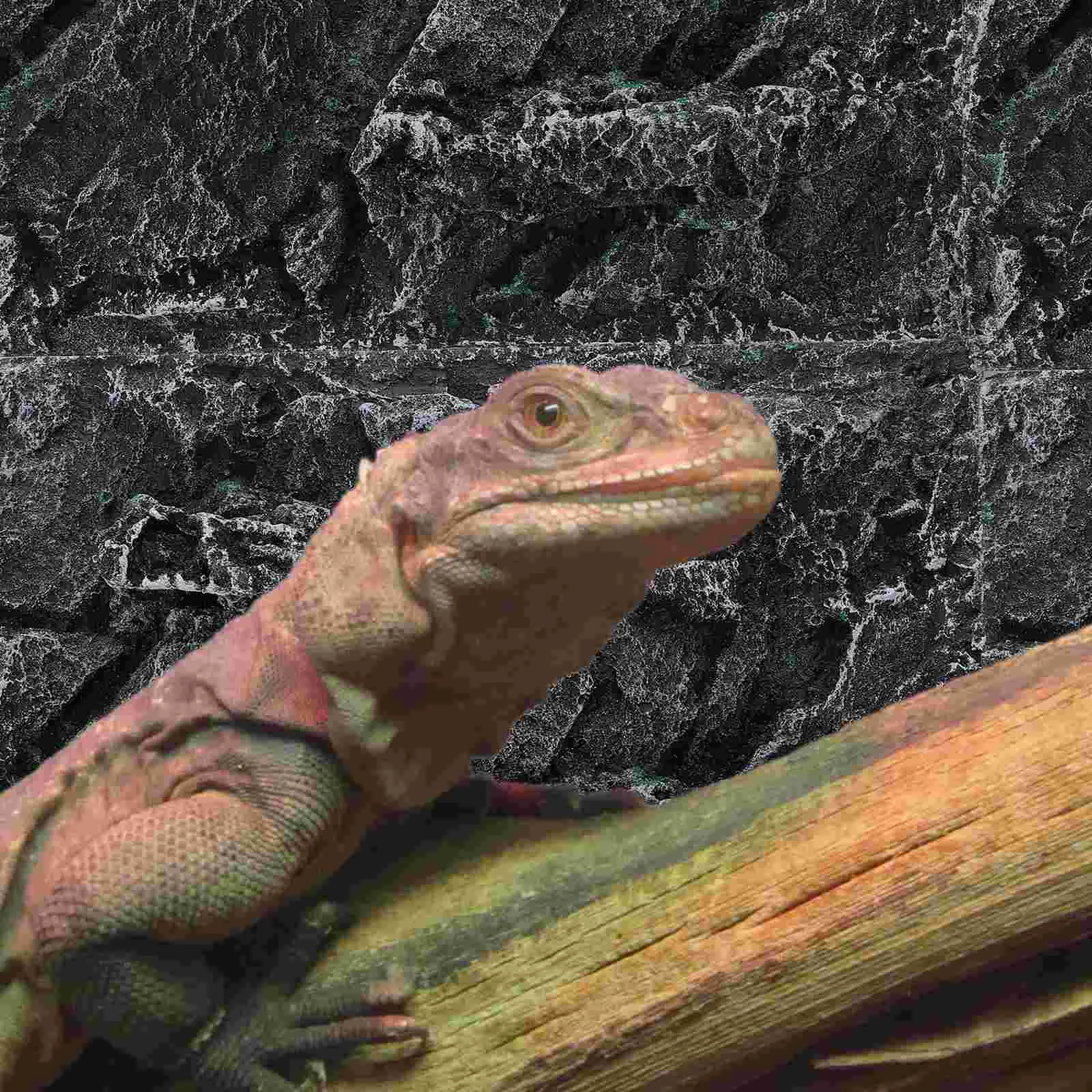 Gecko Tank Climbing Pet Box Background Board Animal Landscape Tortoise Decorative Aquarium Reptile Emulation
Gecko Tank Climbing Pet Box Background Board Animal Landscape Tortoise Decorative Aquarium Reptile Emulation