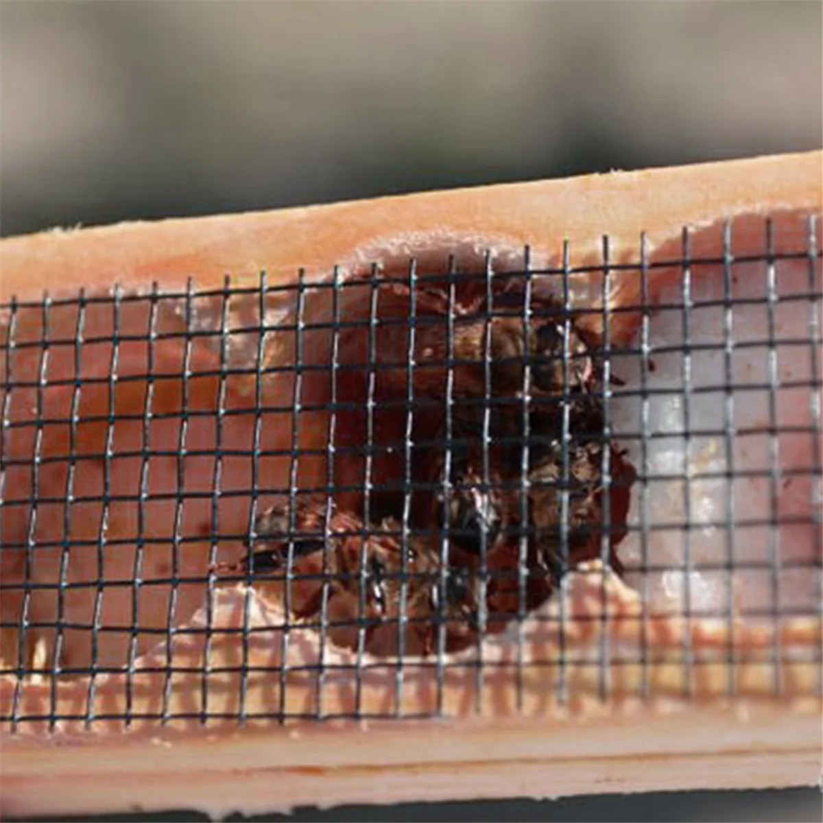 Деревянная клетка для пчел GIGI, многофункциональная клетка для пчел, клетка для выращивания пчелиного улья, увязнение почтой королевы пчел, инструменты для пчеловодства
Деревянная клетка для пчел GIGI, многофункциональная клетка для пчел, клетка для выращивания пчелиного улья, увязнение почтой королевы пчел, инструменты для пчеловодства