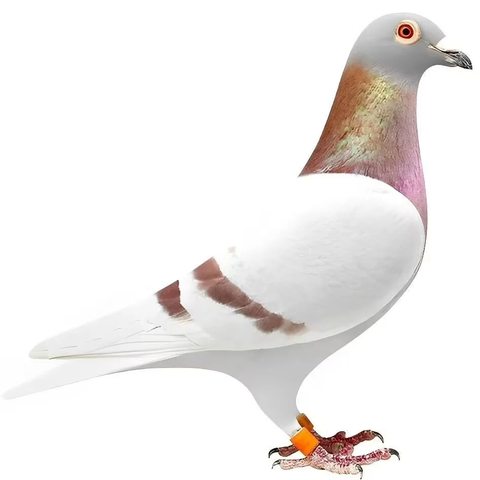 Handcrafted Realistic Pigeon Specimen Miniature Model Landscape Styling Desktop Study Ornament Home Decoration
Handcrafted Realistic Pigeon Specimen Miniature Model Landscape Styling Desktop Study Ornament Home Decoration