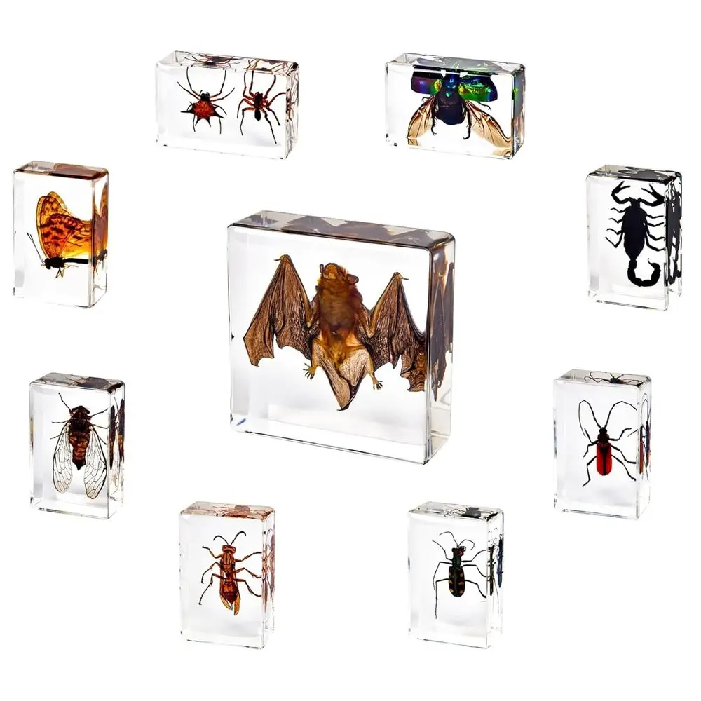 9-Piece Real Insect Taxidermy Bat Set in Resin for Scientific Education or Unique Decor
9-Piece Real Insect Taxidermy Bat Set in Resin for Scientific Education or Unique Decor