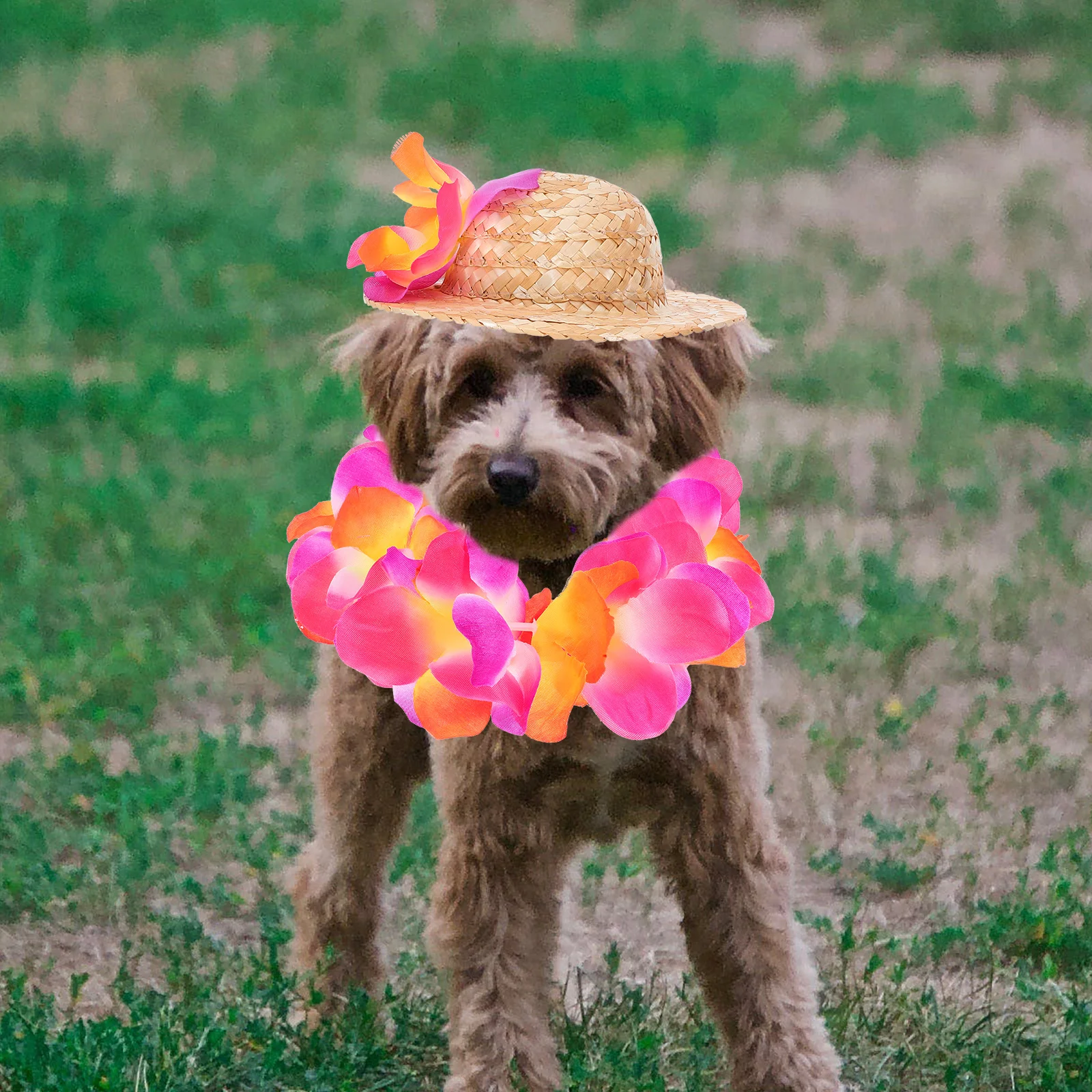 1Set Pet Clothing Summer Hawaiian Straw Hat Garland Dog Outfit Party Photo Prop Casual Puppy Accessories Dog Clothes
1Set Pet Clothing Summer Hawaiian Straw Hat Garland Dog Outfit Party Photo Prop Casual Puppy Accessories Dog Clothes