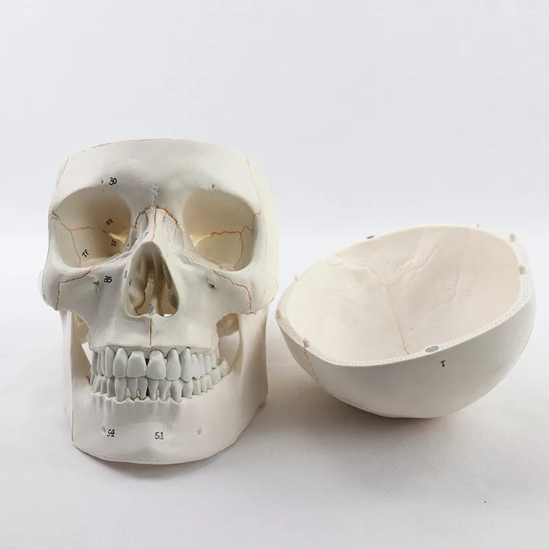 Life Size Human Anatomical Anatomy Digital marker Head Skeleton Skull Model Medical Teaching Tools Drop Shipping
Life Size Human Anatomical Anatomy Digital marker Head Skeleton Skull Model Medical Teaching Tools Drop Shipping