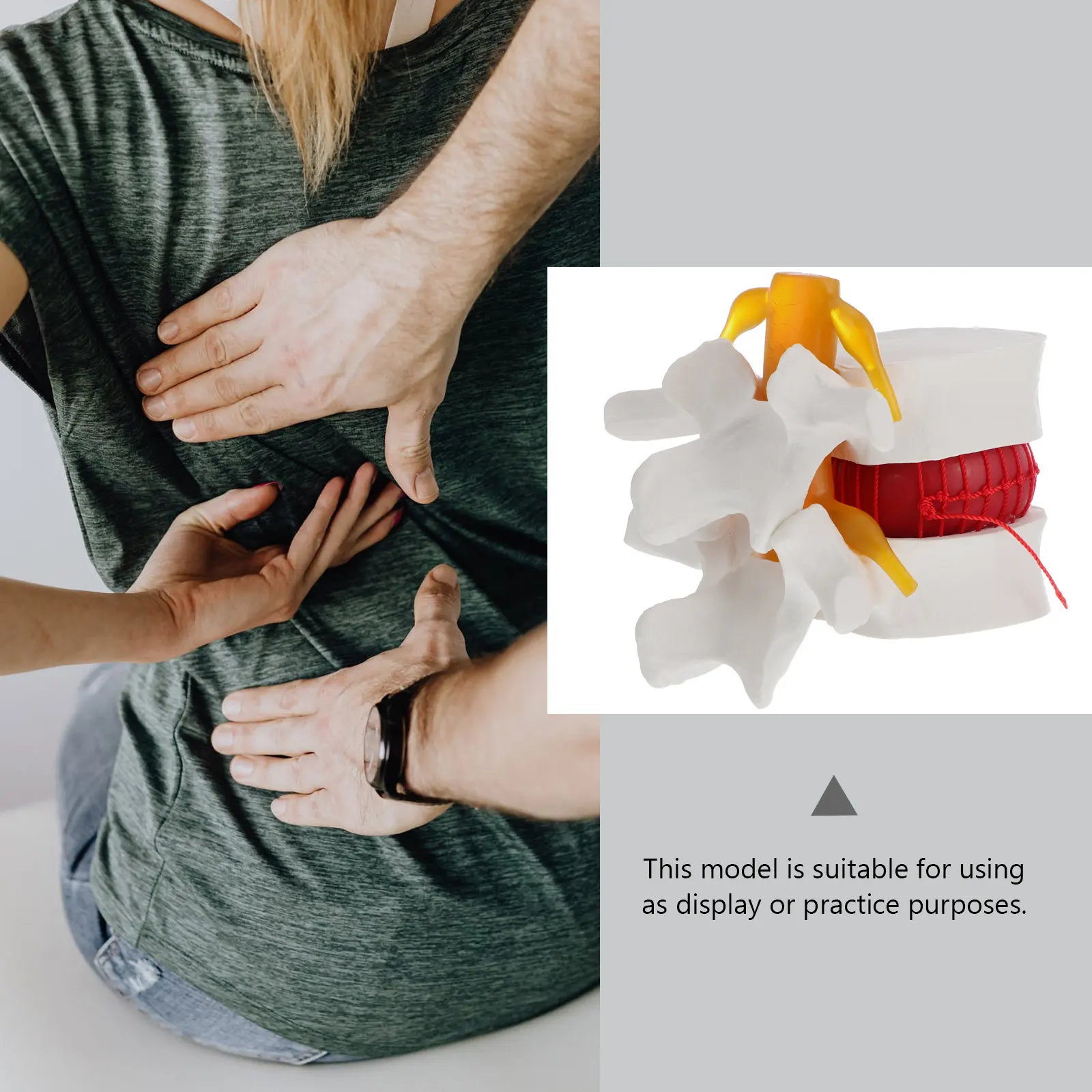 1Pcs Human Spine PVC Lumbar Disc Herniation Anatomy Teaching Demonstration Tool for Doctor Nurse Student Practice
1Pcs Human Spine PVC Lumbar Disc Herniation Anatomy Teaching Demonstration Tool for Doctor Nurse Student Practice