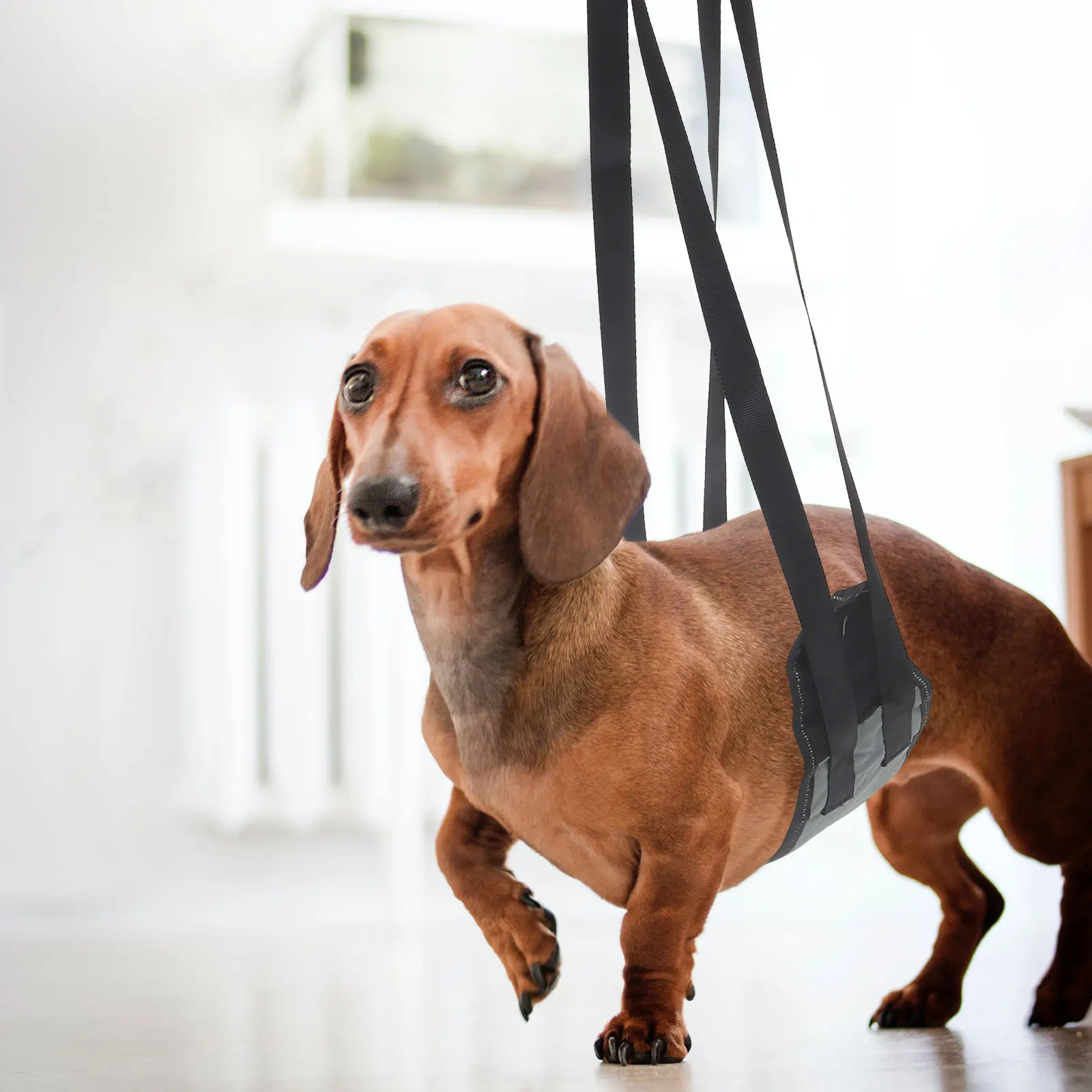 Pet Rear Lifting Adjustable Dog Support Sling For Stairs Walking Vehicle Outdoor Use Dog Harness Strap Pet Lifting Harness
Pet Rear Lifting Adjustable Dog Support Sling For Stairs Walking Vehicle Outdoor Use Dog Harness Strap Pet Lifting Harness