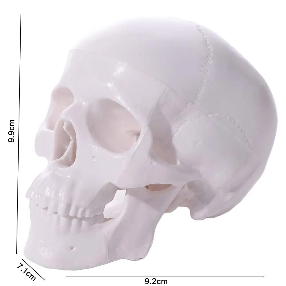 Модель черепа для изучения изящных искусств, съемная, удобная, из смолы, миниатюрная анатомическая модель головы человека для врачей и студентов
Модель черепа для изучения изящных искусств, съемная, удобная, из смолы, миниатюрная анатомическая модель головы человека для врачей и студентов
