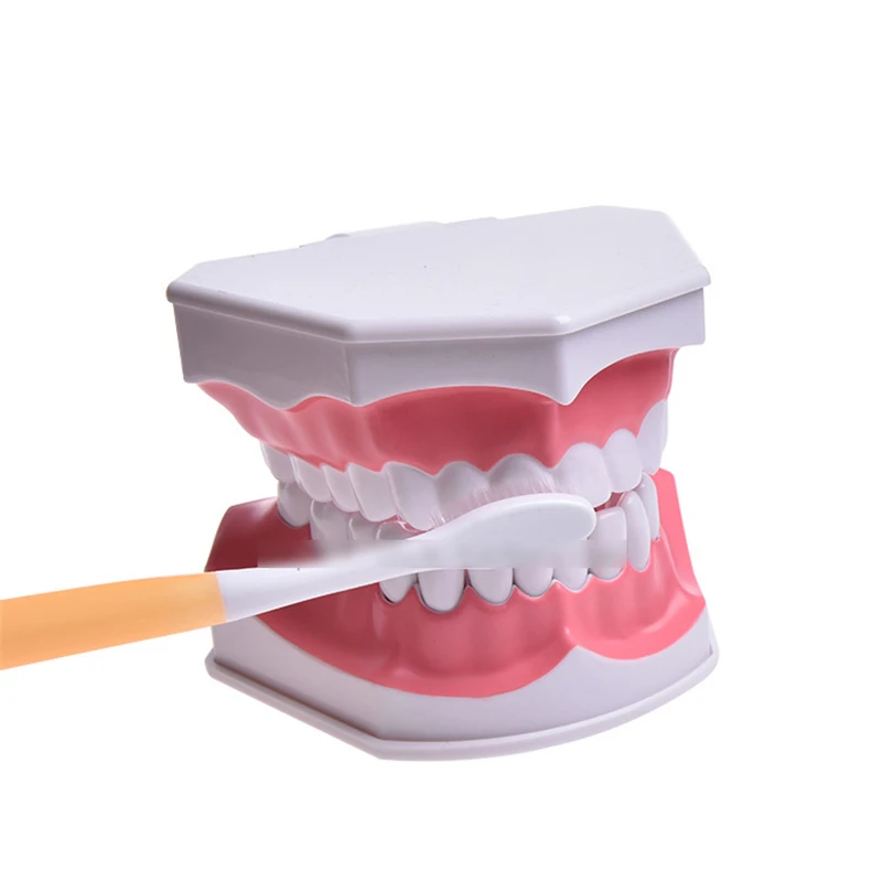 Dental Teeth Model Teaching Double Size Kids Decay Tooth Brushing Training
Dental Teeth Model Teaching Double Size Kids Decay Tooth Brushing Training