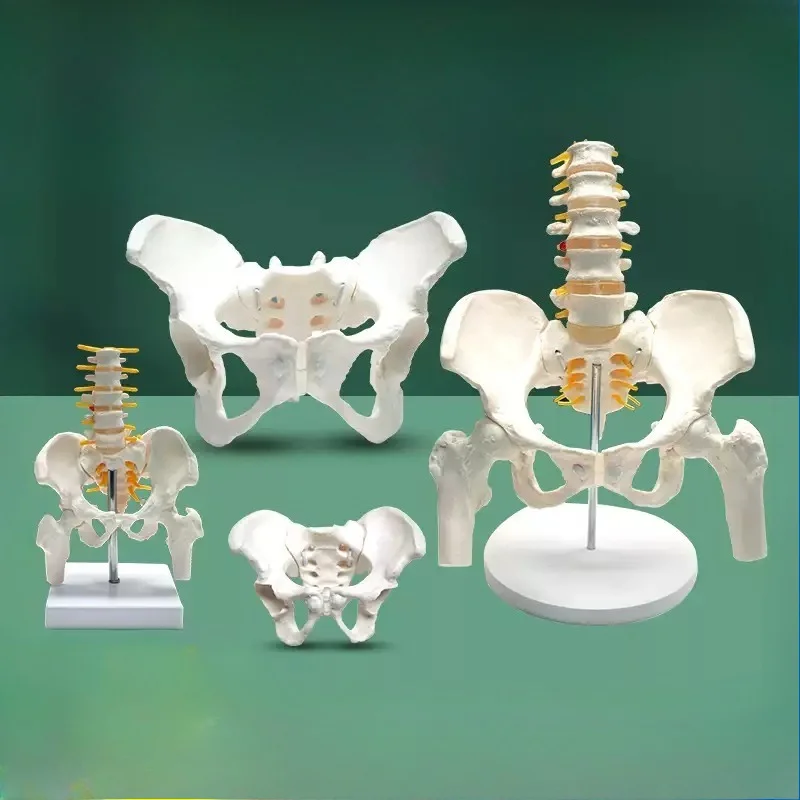 Medical Teaching Tools Skeleton PVC Model Student Teaching Equipment Knee Joint Model Lumbar Pelvic Skeleton Anatomy Model
Medical Teaching Tools Skeleton PVC Model Student Teaching Equipment Knee Joint Model Lumbar Pelvic Skeleton Anatomy Model