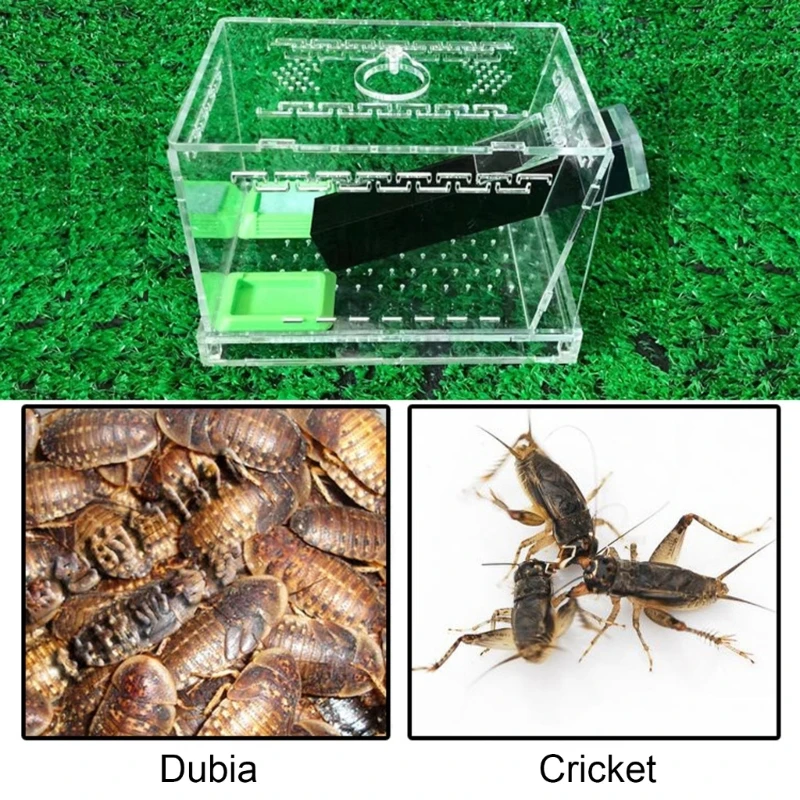 Oversized Cricket Habitat Containing Ventilation Lid and Transparent Chamber 37JD
Oversized Cricket Habitat Containing Ventilation Lid and Transparent Chamber 37JD
