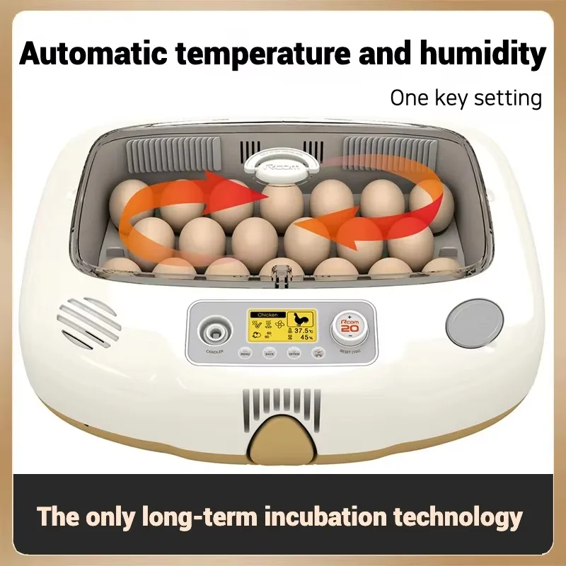 High Hatching Rate Fertile Chicken Hatching Eggs Humidity Chicken Breeder
High Hatching Rate Fertile Chicken Hatching Eggs Humidity Chicken Breeder