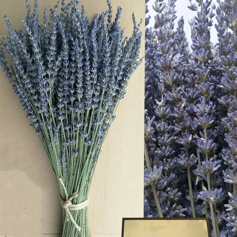 Dried Davender Flowers With A Light Scent Real Natural Primary Color Bouquet 50pcs/Lot For Bedroom, Living Room Decoration
Dried Davender Flowers With A Light Scent Real Natural Primary Color Bouquet 50pcs/Lot For Bedroom, Living Room Decoration