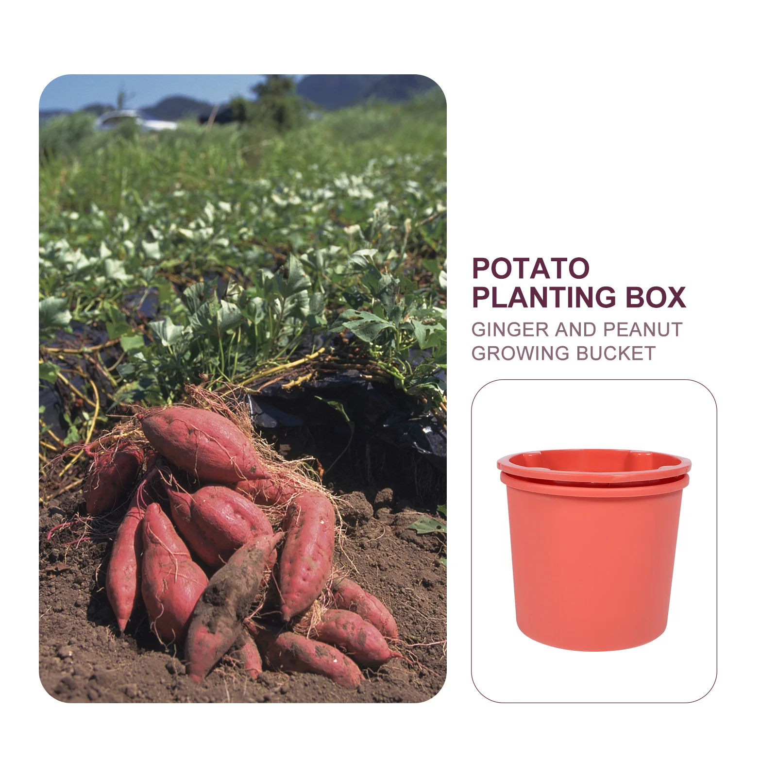 Potato Planting Bucket Durable Plastic Vegetable Growing Container Garden Buckets Planters Reusable Storage Bin for Potatoes 
Potato Planting Bucket Durable Plastic Vegetable Growing Container Garden Buckets Planters Reusable Storage Bin for Potatoes