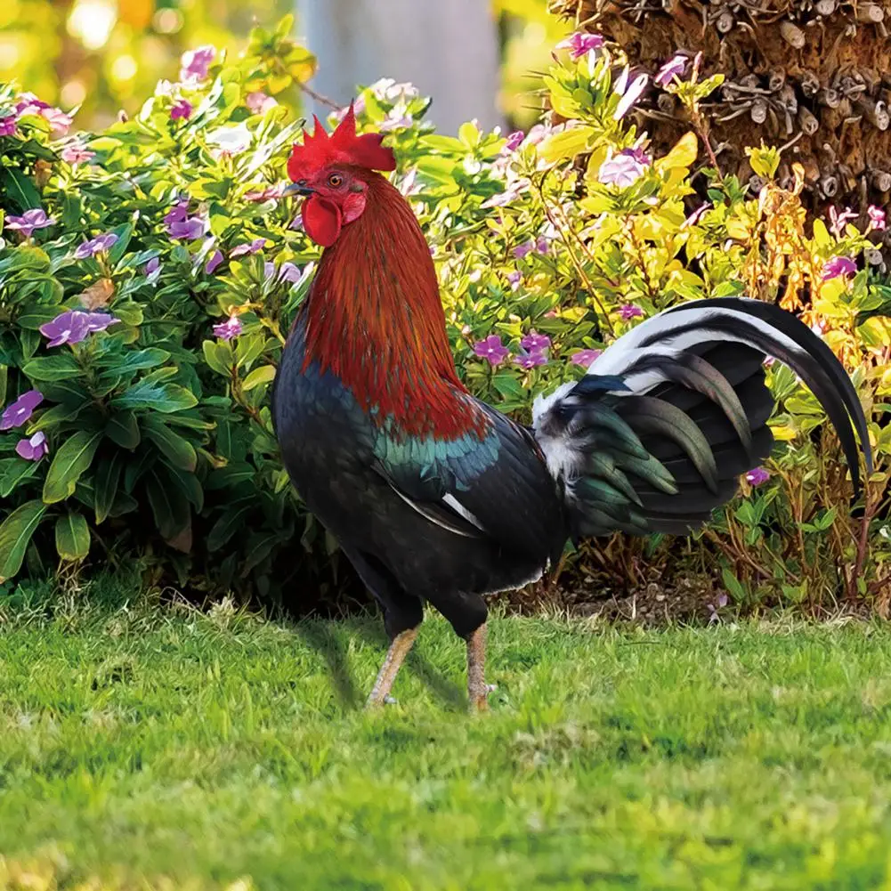 Hot!Chicken Decor Life-like Eco-friendly Vibrant Color Outdoor Yard Acrylic Rooster Ornament Rooster Ornament for Garden
Hot!Chicken Decor Life-like Eco-friendly Vibrant Color Outdoor Yard Acrylic Rooster Ornament Rooster Ornament for Garden