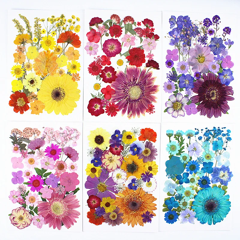 Large Pressed Flower Material Kit, Resin Phone Case, Coaster, Gerbera Mixed Pressed Flower Set, Plant Specimen, Handmade Flowers, Pressedflower
Large Pressed Flower Material Kit, Resin Phone Case, Coaster, Gerbera Mixed Pressed Flower Set, Plant Specimen, Handmade Flowers, Pressedflower