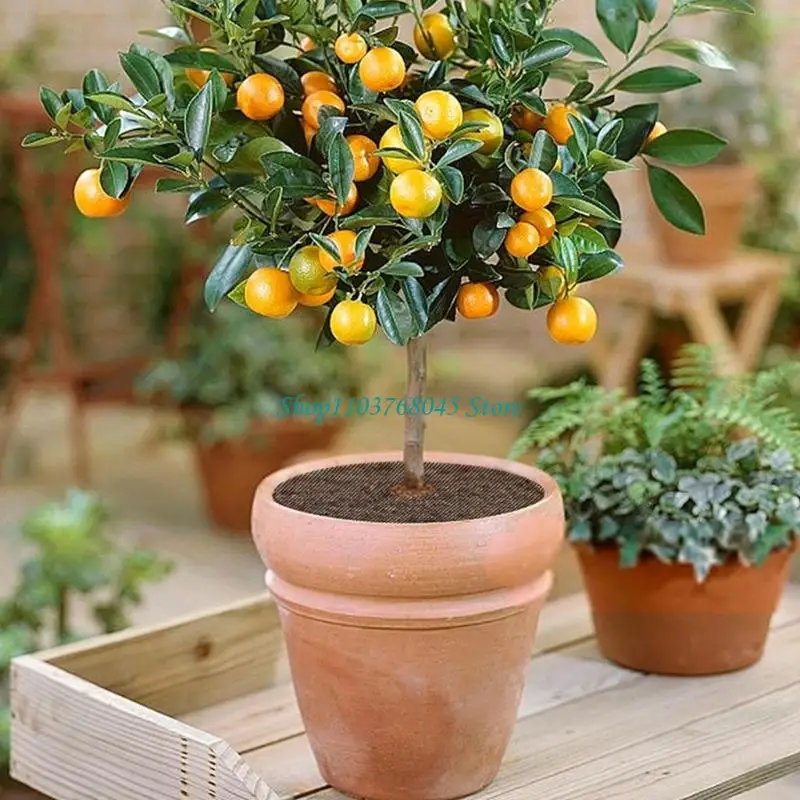 R53F Weather Resistant Adjustable Plant Protector Pad For Potted Plant Indoor Outdoor Use Polyethylene Garden Mesh Soil Cover
R53F Weather Resistant Adjustable Plant Protector Pad For Potted Plant Indoor Outdoor Use Polyethylene Garden Mesh Soil Cover
