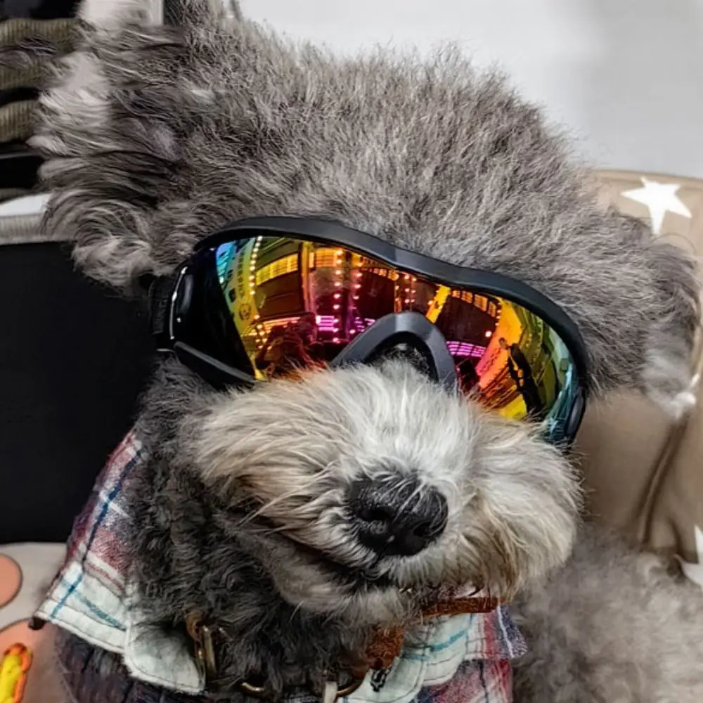 Dog Accessories Adjustable Strap Dog Goggles Windproof Waterproof Dog Sunglasses Anti-Fog UV Resistant Pet Glasses Outdoor
Dog Accessories Adjustable Strap Dog Goggles Windproof Waterproof Dog Sunglasses Anti-Fog UV Resistant Pet Glasses Outdoor