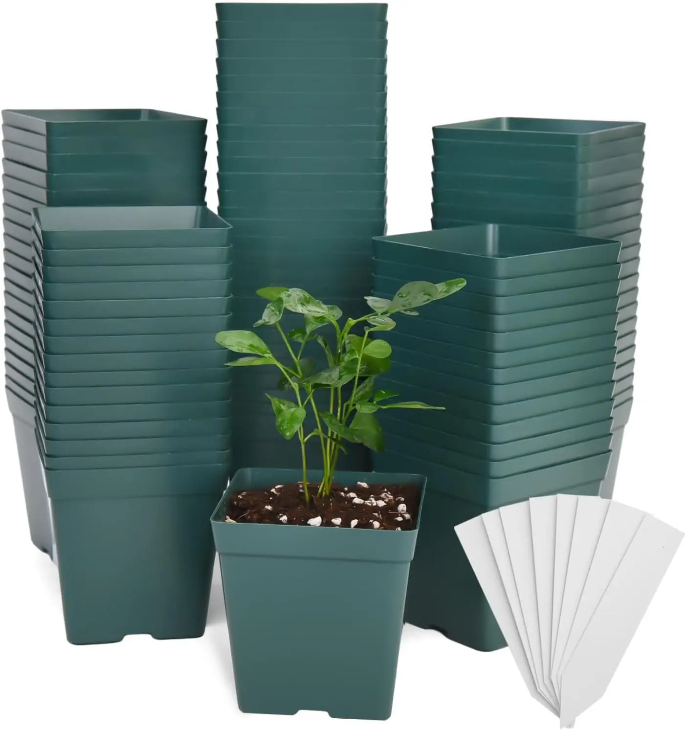 100 Pack Green Square Nursery Pots with Drainage Holes 3.3 Inches Flexible Plastic Seedling Pots Square Pots for Plants,
100 Pack Green Square Nursery Pots with Drainage Holes 3.3 Inches Flexible Plastic Seedling Pots Square Pots for Plants,