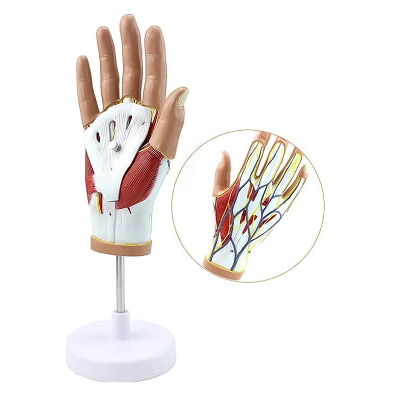 medical human hand muscle neurovascular model hand joint hand anatomy human anatomy hand and foot surgeon
medical human hand muscle neurovascular model hand joint hand anatomy human anatomy hand and foot surgeon