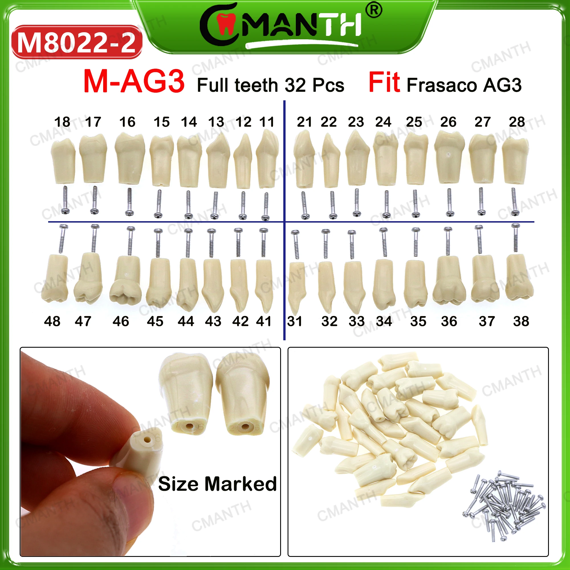 Подходит для Frasaco AG3, модель зубов, полные зубы, 32 шт., ввинчивающаяся практика, наполнение мягкой десны, тренировка зубов, обучение демонов
Подходит для Frasaco AG3, модель зубов, полные зубы, 32 шт., ввинчивающаяся практика, наполнение мягкой десны, тренировка зубов, обучение демонов