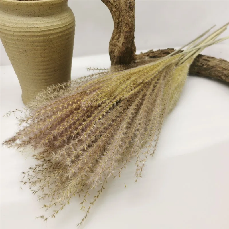Rabbit grass,Pampas Grass Natural Dried Flower For Wedding, Office, Home Decoration primary color, white, black 10Pcs /Lot
Rabbit grass,Pampas Grass Natural Dried Flower For Wedding, Office, Home Decoration primary color, white, black 10Pcs /Lot