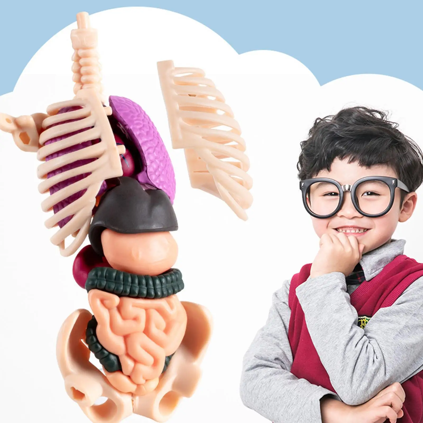 3D модель человеческого тела для детей, анатомическая сборка, развивающие игрушки, модели структуры человеческого тела для учащихся, домашнее обучение
3D модель человеческого тела для детей, анатомическая сборка, развивающие игрушки, модели структуры человеческого тела для учащихся, домашнее обучение