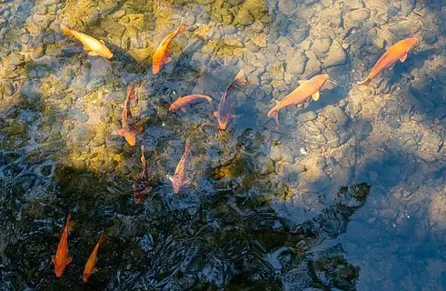 4PCS 128x48mm 2.2" RC Rock Crawler Tires for Axial Wraith/KM5 | Off-Road Rubber Terrain Wheels | 1/10 Scale All-Terra
4PCS 128x48mm 2.2" RC Rock Crawler Tires for Axial Wraith/KM5 | Off-Road Rubber Terrain Wheels | 1/10 Scale All-Terra