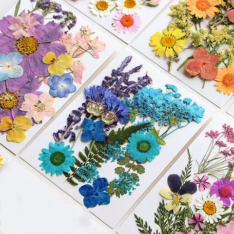 Flores secas planta natural real prensada flor para enchimento de resina epóxi diy arte do prego artesanato jóias fazendo artesanato