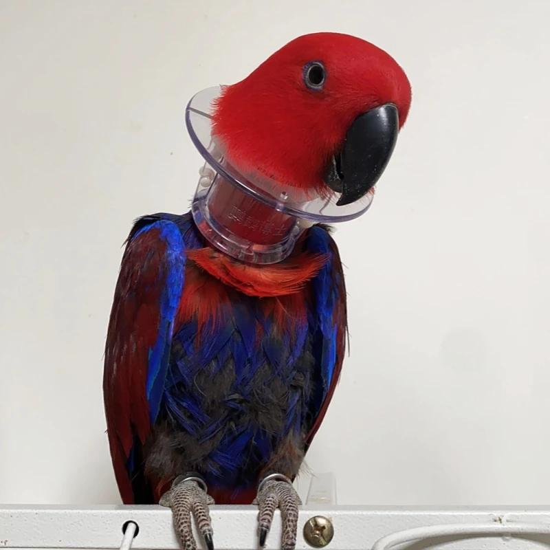 Bird Protective Bead Parrot Collar Anti Feather Picking Ring Anti-Plucking Anti-Grab Collars Pet Supplies for Rodents & Birds
Bird Protective Bead Parrot Collar Anti Feather Picking Ring Anti-Plucking Anti-Grab Collars Pet Supplies for Rodents & Birds