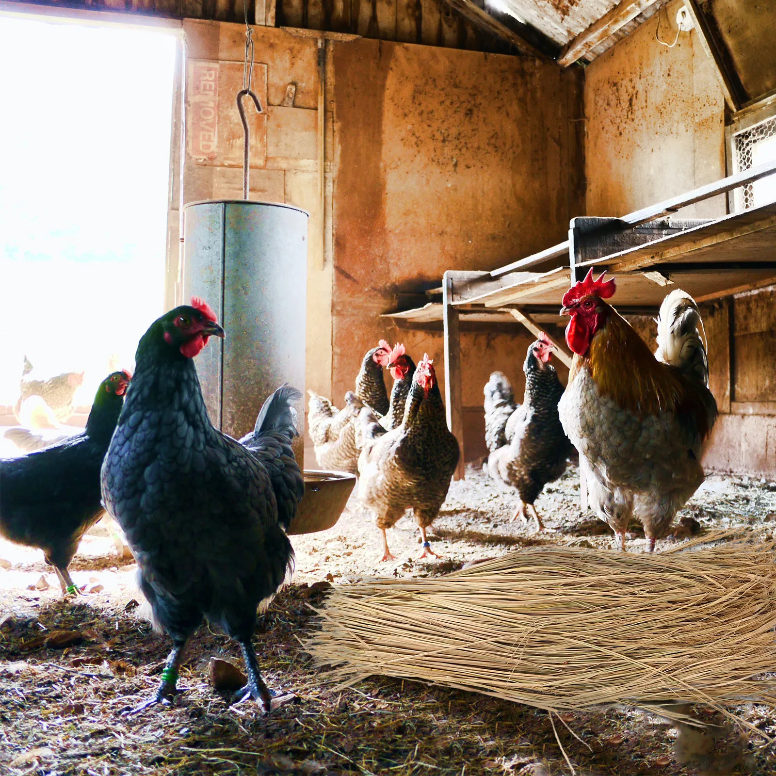 1 Set Natural Straw Chicken Nesting Pads Comfortable Hen Nest Box Liner for Laying Eggs Chicken Coop Bedding Poultry Nest Mat
1 Set Natural Straw Chicken Nesting Pads Comfortable Hen Nest Box Liner for Laying Eggs Chicken Coop Bedding Poultry Nest Mat