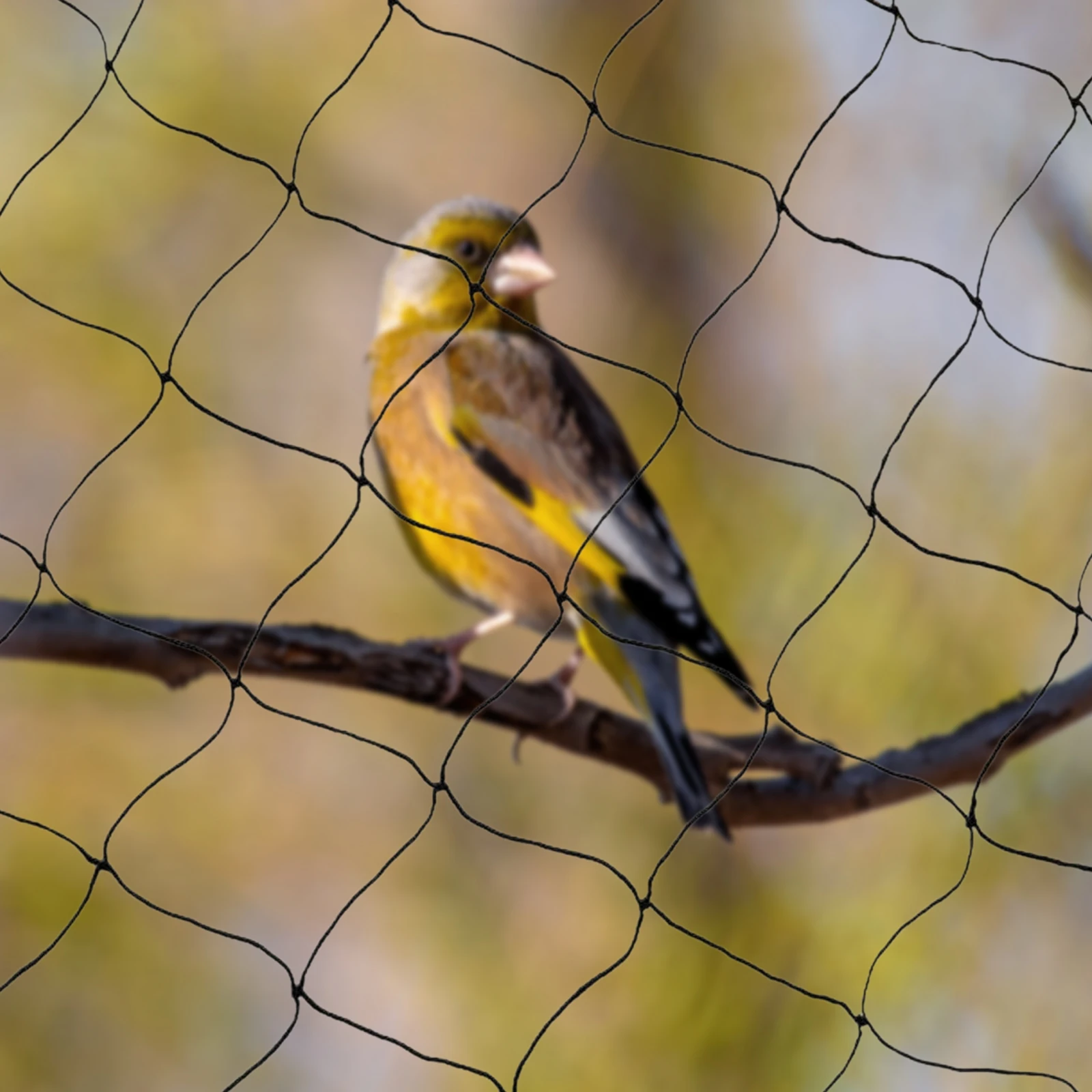 Сетка от птиц 100x50 футов, сверхпрочная полиэстеровая сетка для защиты растений в саду, на фруктовых деревьях и в садоводстве, многоразовая
Сетка от птиц 100x50 футов, сверхпрочная полиэстеровая сетка для защиты растений в саду, на фруктовых деревьях и в садоводстве, многоразовая